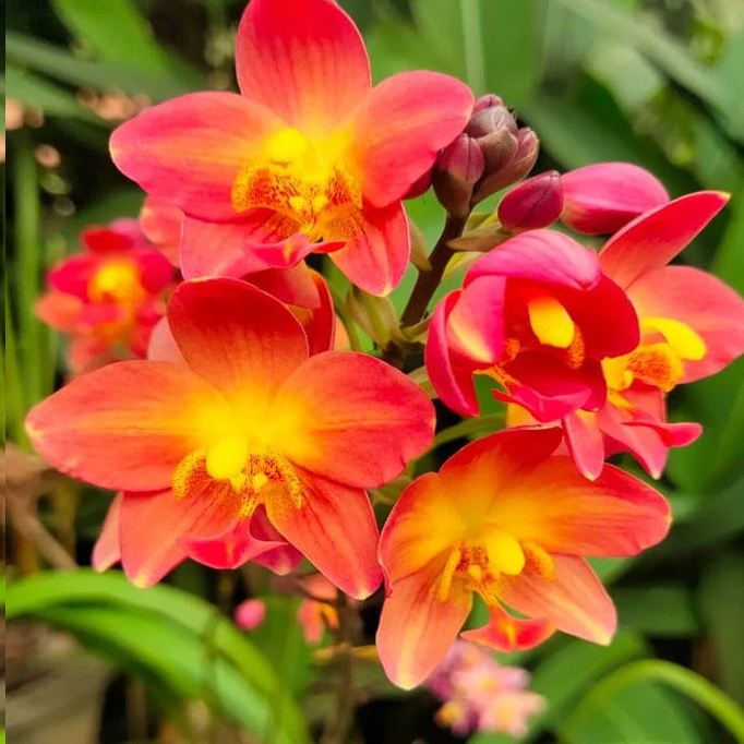 spathoglottis ground orchid